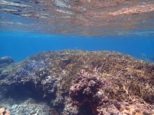 中の島ビーチの珊瑚礁