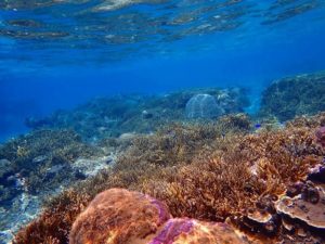 宮古島のシュノーケリング見られる珊瑚礁