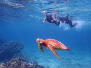 バラス島付近でウミガメに遭遇