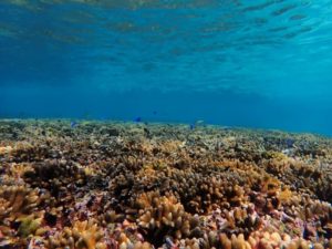宮古島周辺に生息する珊瑚礁