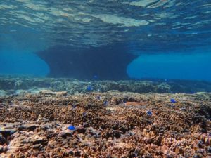 カラフルサンゴの宮古島の海