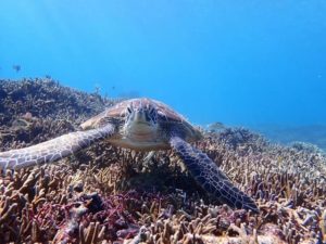 シギラビーチで見られるウミガメ