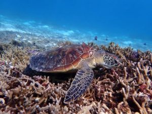 石垣島のウミガメ