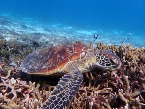 宮古島の海でウミガメに遭遇