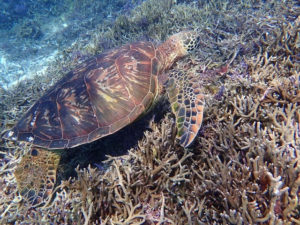 シギラビーチでのウミガメシュノーケル