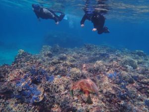 カラフルサンゴの宮古島の海とウミガメ