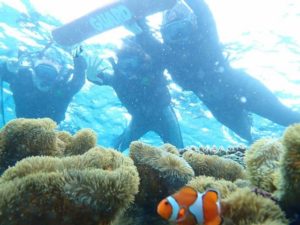 中の島ビーチでのクマノミシュノーケリング