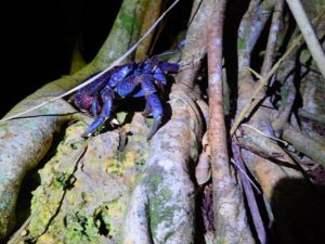 宮古島で楽しめるヤシガニ