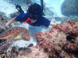 宮古島でウミガメと一緒に泳ぐ