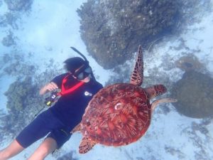 宮古島のウミガメと泳ぐ女性