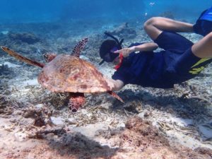 宮古島の海でウミガメと一緒に泳ぐ