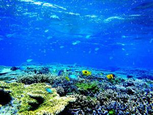 小浜島周辺の珊瑚礁と熱帯魚