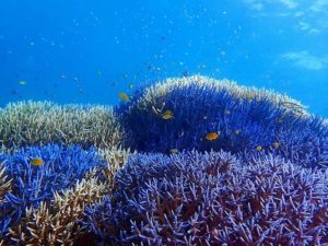 水族館のような小浜島の海中世界