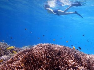 小浜島でシュノーケリングをする人