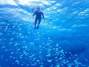 小浜島のシュノーケリングで小魚の群れに遭遇