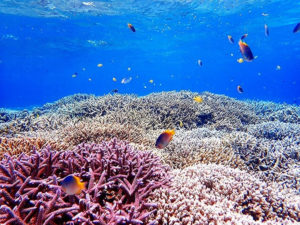 シュノーケリングでサンゴ礁と熱帯魚を観察