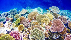 小浜島周辺の海の珊瑚礁