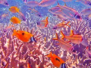 小浜島の海に生息する珊瑚礁と熱帯魚