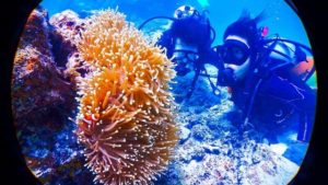 小浜島の体験ダイビングでサンゴ礁や熱帯魚を観察