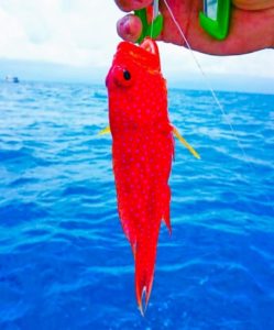 小浜島の釣りツアーで釣れた色鮮やかな魚