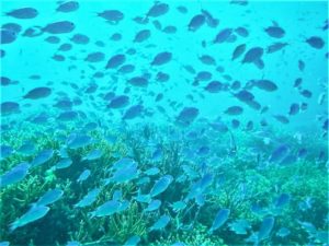 カラフル熱帯魚いっぱいの浜島周辺の海