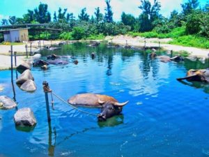 水牛の池で休憩する水牛