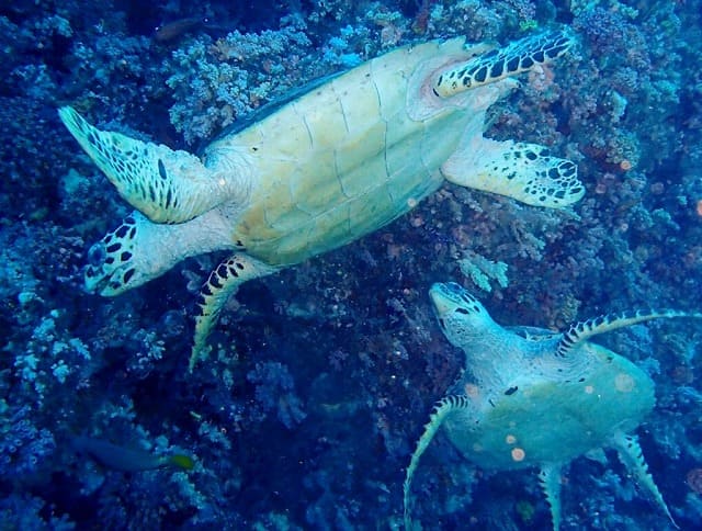 タイマイがみられる石垣島の海