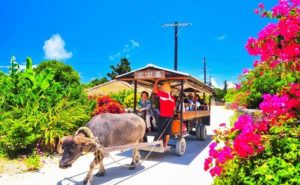 竹富島の街並みを水牛車で観光