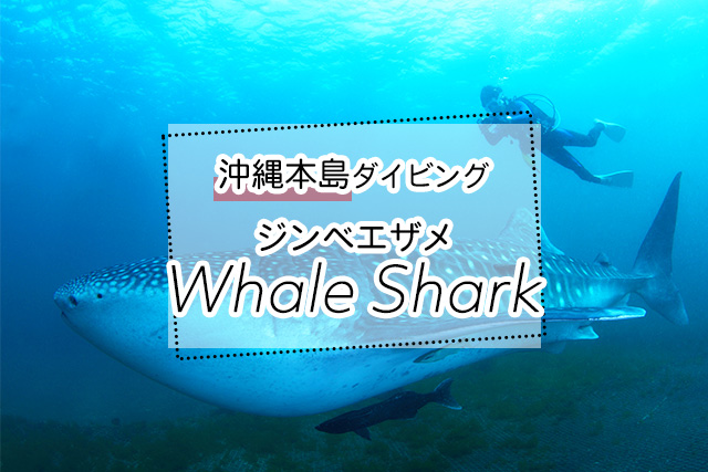 沖縄のジンベエザメダイビングツアー一覧