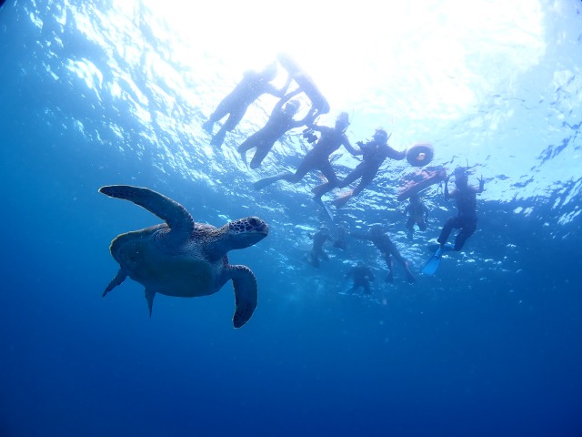 ウミガメをシュノーケリングで見る