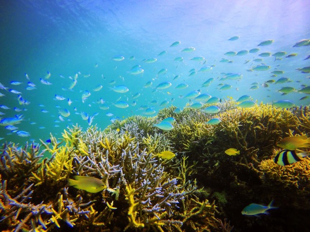 石垣島のダイビングで見ることができる熱帯魚