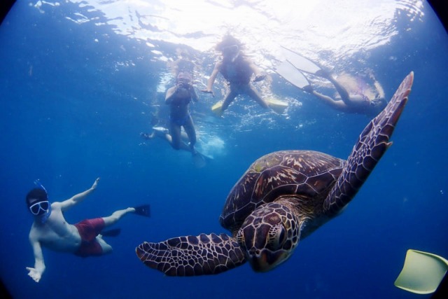 グループ旅行で楽しむウミガメシュノーケリングツアー