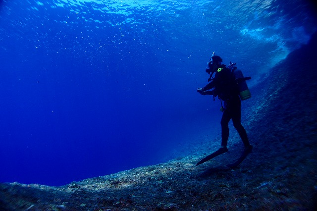 ダイビング中にお魚に遭遇