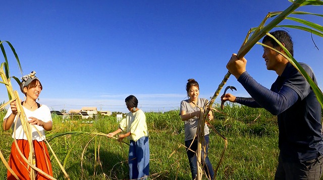 宮古島のサトウキビを収穫