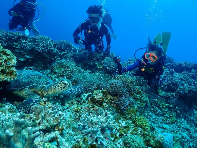 ケラマブルーの海にはウミガメも出現