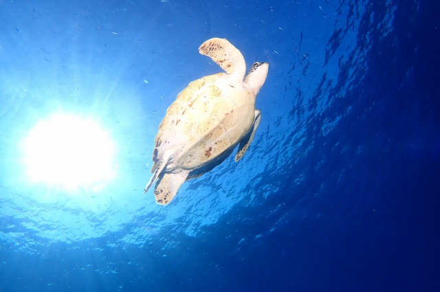 ケラマブルーの海を悠々と泳ぐウミガメ