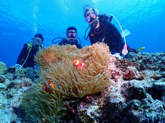 慶良間諸島の美しい海にはサンゴ礁、そこを住処とする熱帯魚がたくさん