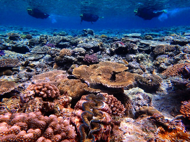 海底に広がるきれいなサンゴ礁