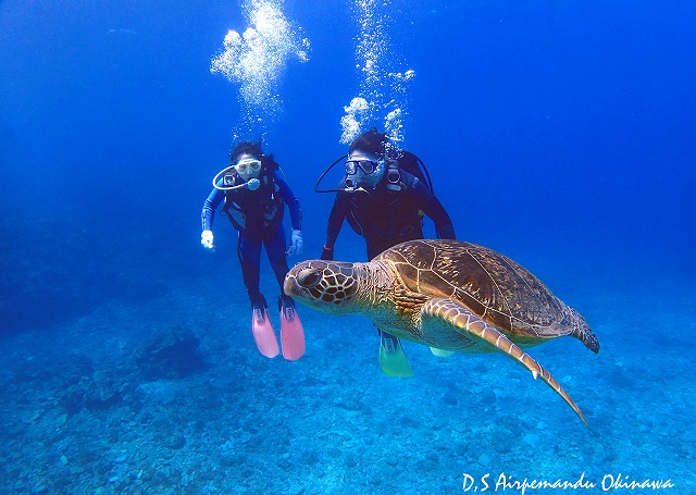 ケラマブルーの海にはウミガメも