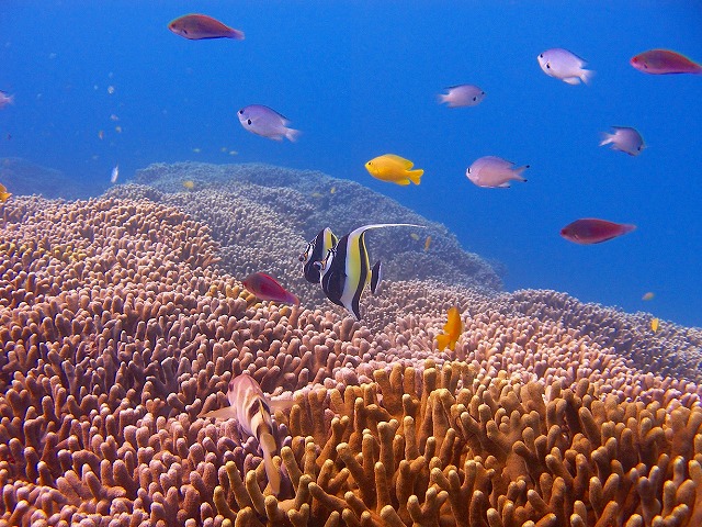 サンゴとトロピカルフィッシュが美しい沖縄の海