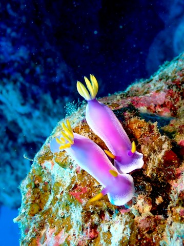 カラフルな海洋生物