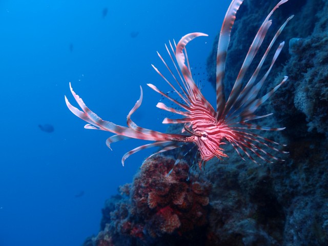 沖縄に生息する珍しい海洋生物