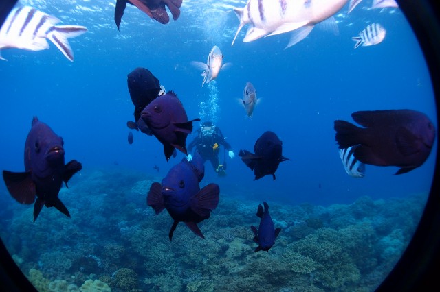 沖縄の美しい海中を泳ぐ熱帯魚