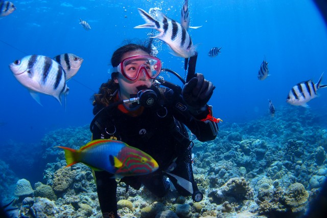 人慣れしている慶良間の海に生息する熱帯魚