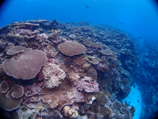 多種多様なサンゴ礁