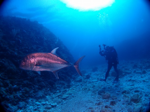 慶良間の海を泳ぐ大型魚