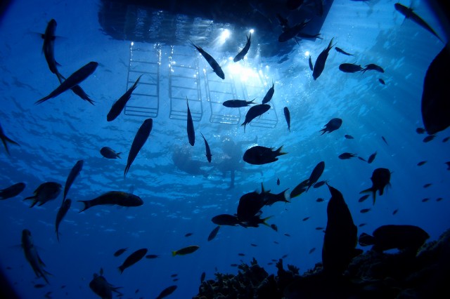 魚影の濃い海中