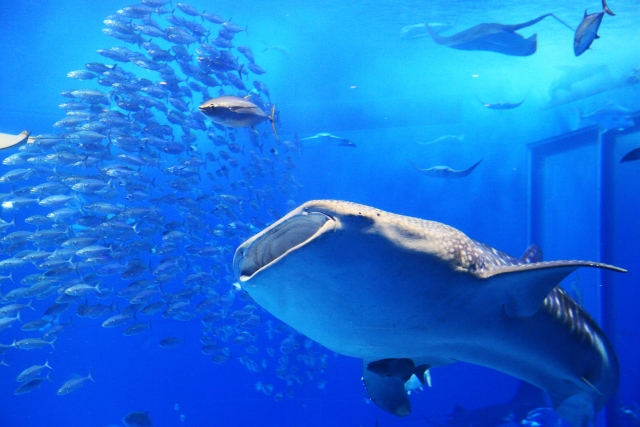 美ら海水族館のジンベイザメ