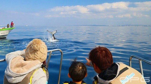 家族で船の上からクジラを鑑賞