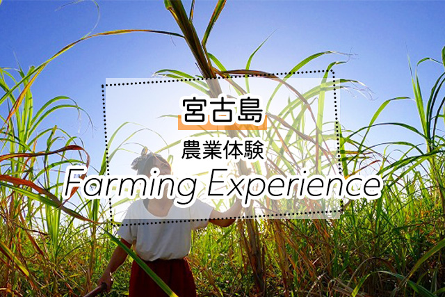 宮古島の農業体験ツアー
